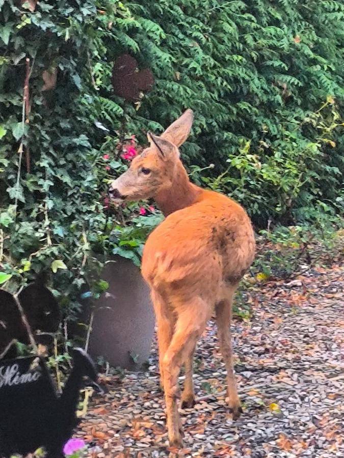 Location de vacances pour 4 personnes, avec vue et jardin à Chaumont-Gistoux - 3