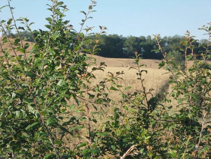 Hôtel pour 2 personnes, avec terrasse à Villefranche-d'Albigeois - 4