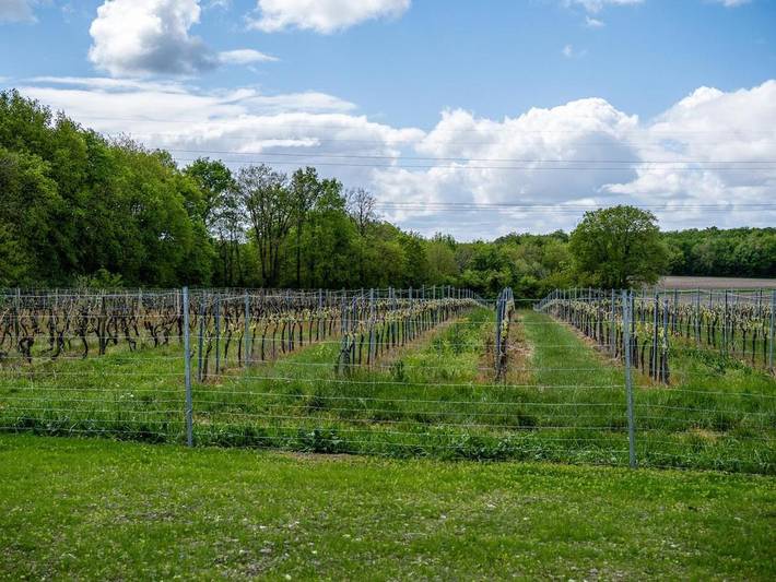 Location de vacances pour 6 personnes à Grézac - 4