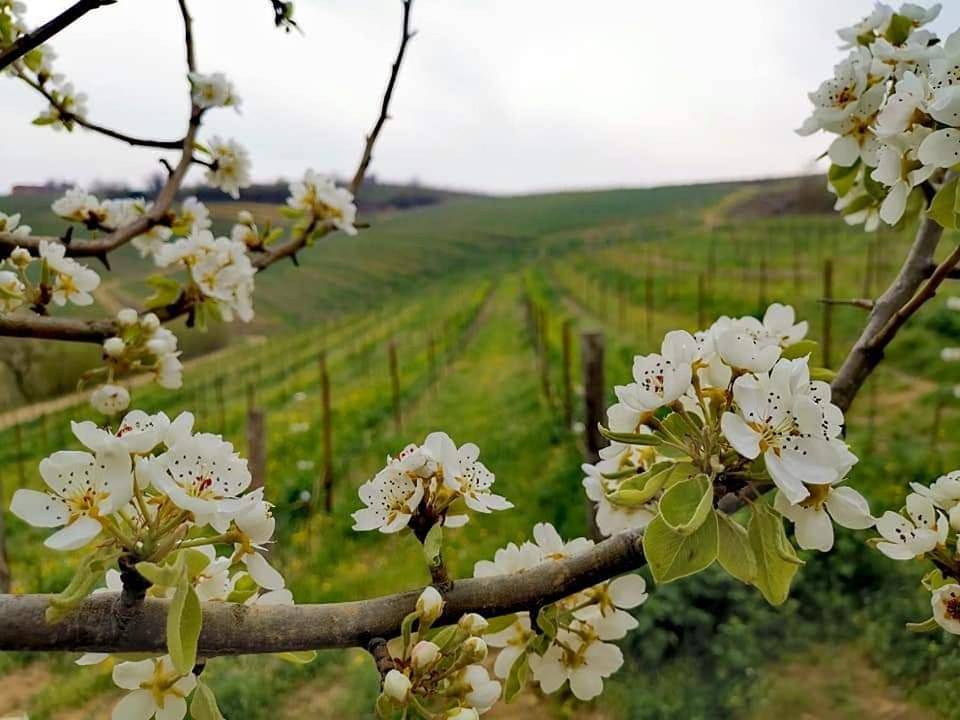 Cascina Valtignosa Camere Con Vigna in Cassine, Province d'Alexandrie