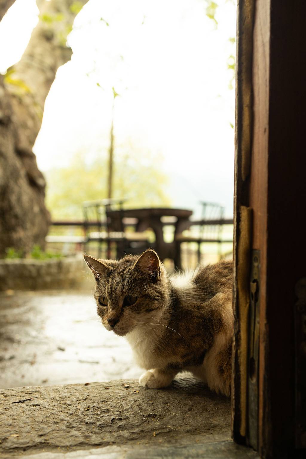 Guest House 'Armoloi Room 7' with Mountain View, Shared Terrace and Wi-Fi in Vikos-Aoos National Park