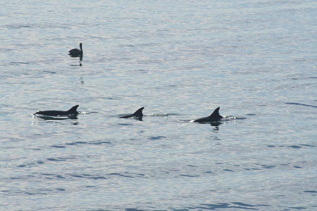 Ganze Wohnung, Exklusives Oceanfront Cottage am trockenen Sandstrand - Seal in Malibu Beach, Malibu
