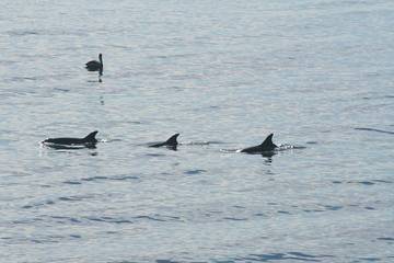 Gîte pour 4 personnes, avec terrasse à Malibu