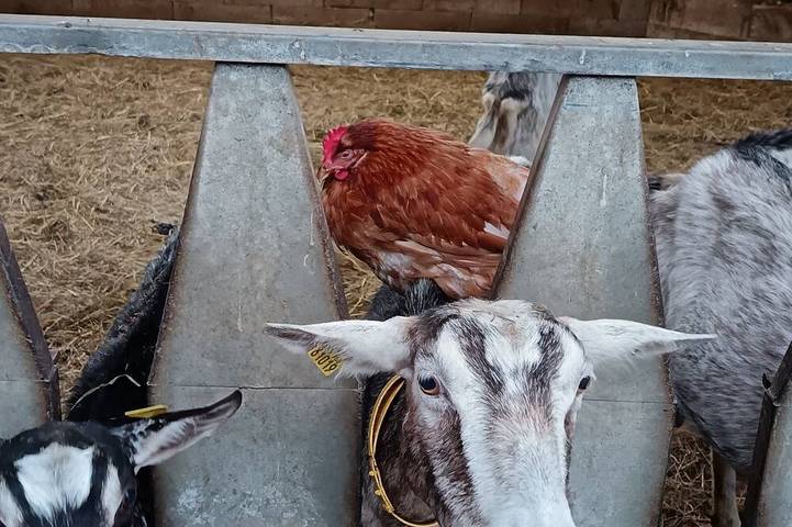 Cabane en bois pour 2 personnes, avec terrasse et jardin, animaux acceptés dans les Vosges