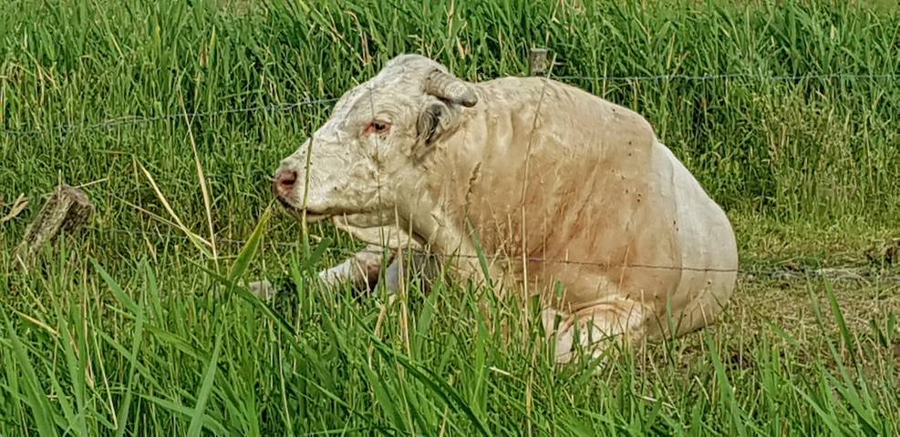 Ferienwohnung für 4 Personen, mit Garten, mit Haustier in St. Peter-Ording - 2