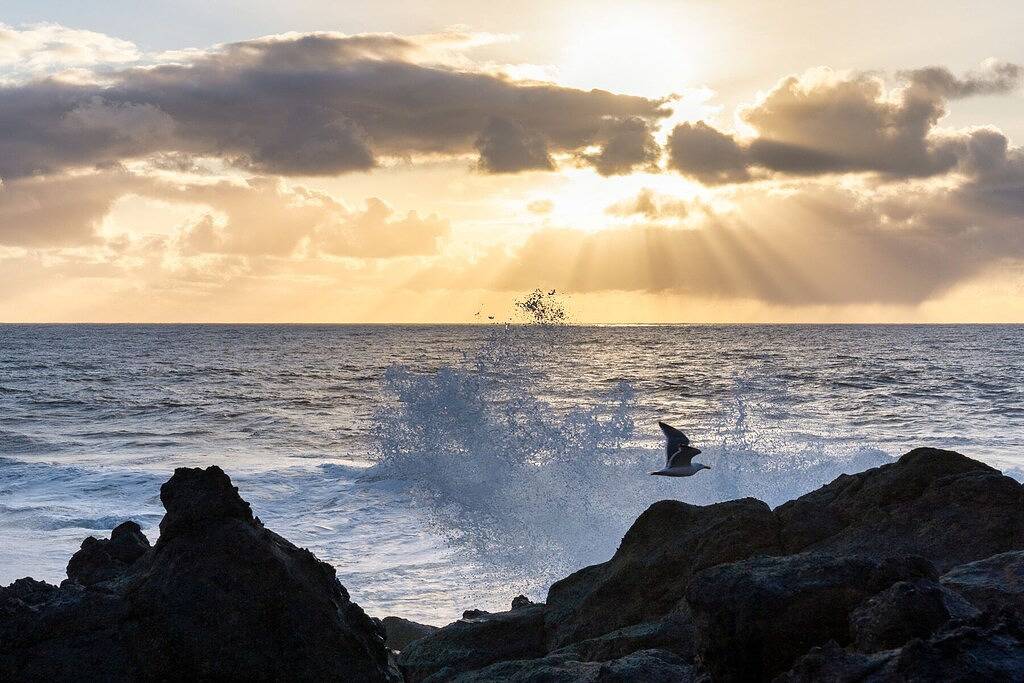 Ganze Wohnung, Oceanfront, Whale Watching, Pool | Thundering Sea in Depoe Bay, Lincoln County (OR)
