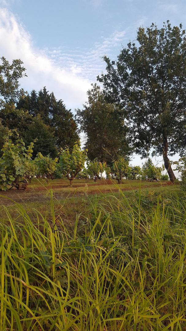Le Saltras in Montdurausse, Région d'Albi