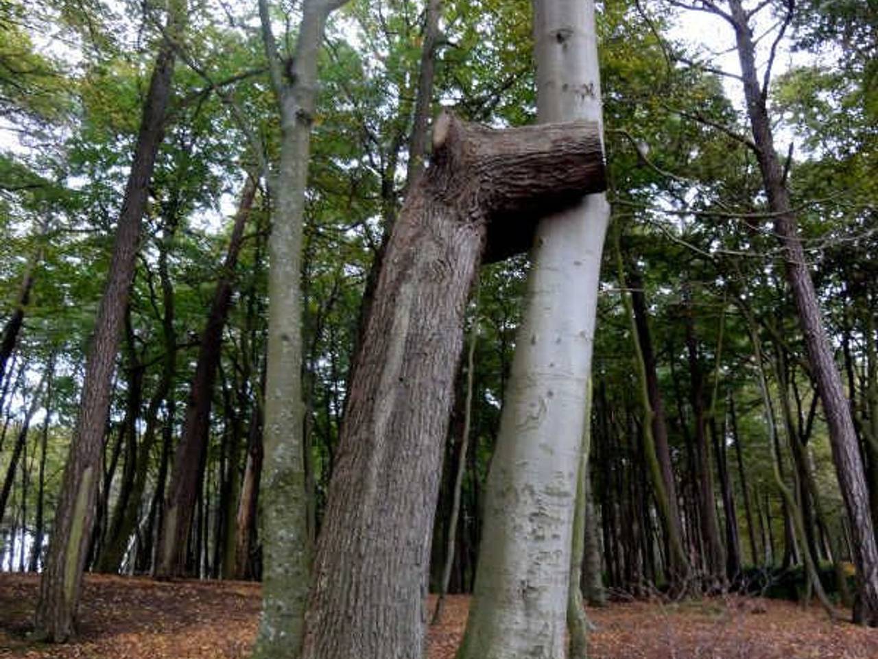 Ganze Ferienwohnung, Ferienwohnung Katrina - nahe dem Rathaus - Ferienwohnung Katrina in Graal-Müritz, Rostock und Umgebung