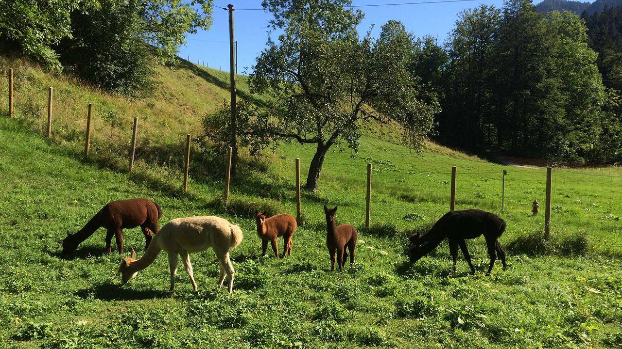 Ganze Ferienwohnung, Ferienwohnung für 2 Personen (39 m²) in Aschau im Chiemgau in Kampenwand, Aschau im Chiemgau