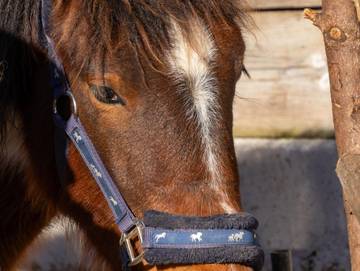 Bauernhof für 3 Personen in Vorderstoder, Steyr-Kirchdorf, Bild 2