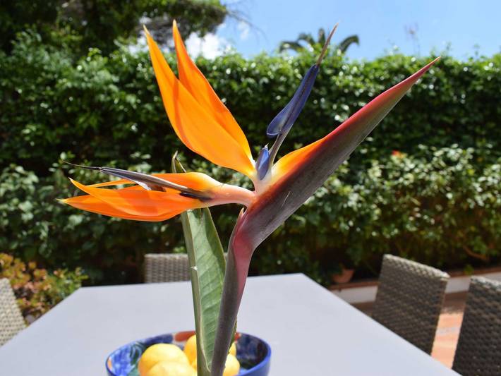 Ferienwohnung für 6 Personen, mit Balkon und Terrasse sowie Whirlpool und Garten auf Mallorca Westen - 3