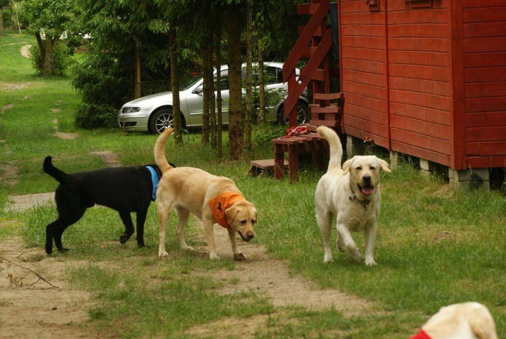 Domki drewniane alpejskie in Wielkopolska