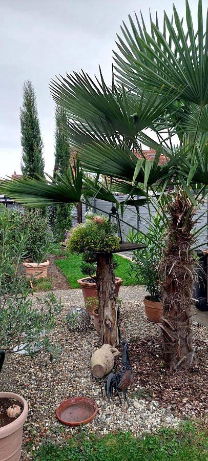 Ferienwohnung für 3 Personen, mit Terrasse, kinderfreundlich in Speyer - 4