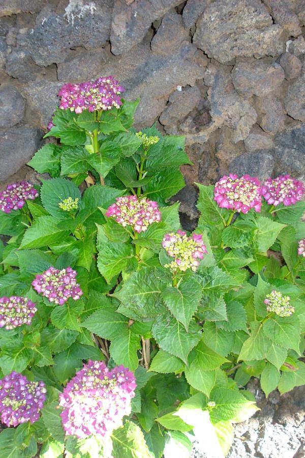 Casa rural para 4 personas, con jardín y vistas, Se admiten mascotas en Valverde - 3