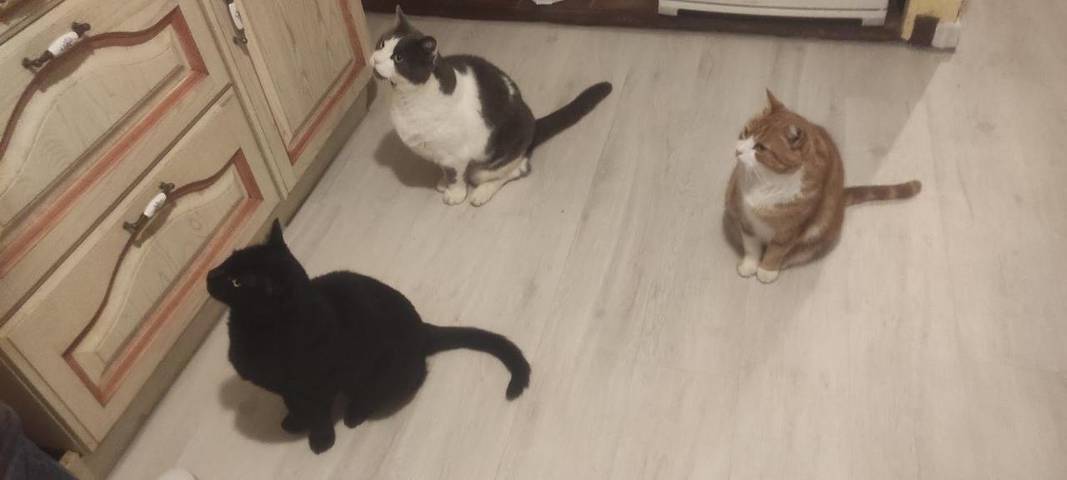 Location de vacances pour 5 personnes, avec jardin à Aspet - 3