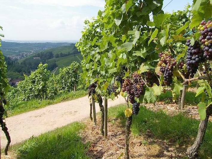 Gîte pour 2 personnes, avec terrasse à Durbach - 2