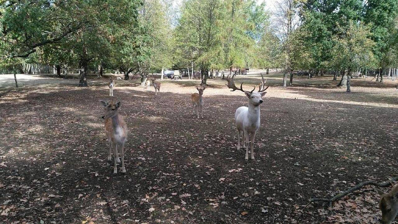 Ganze Ferienwohnung, Ferienwohnung für 2 Personen (24 m²) in Rietschen in Rietschen, Oberlausitz Niederschlesien