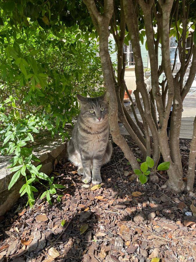 Chambre d’hôte pour 2 personnes, avec piscine ainsi que jardin et vue à Taradeau - 4