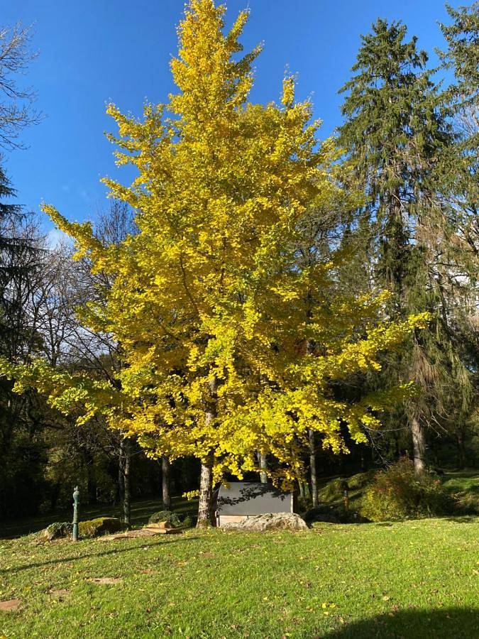 Location de vacances pour 12 personnes, avec jardin et vue ainsi que sauna et terrasse, animaux acceptés à Brassac (Tarn) - 3