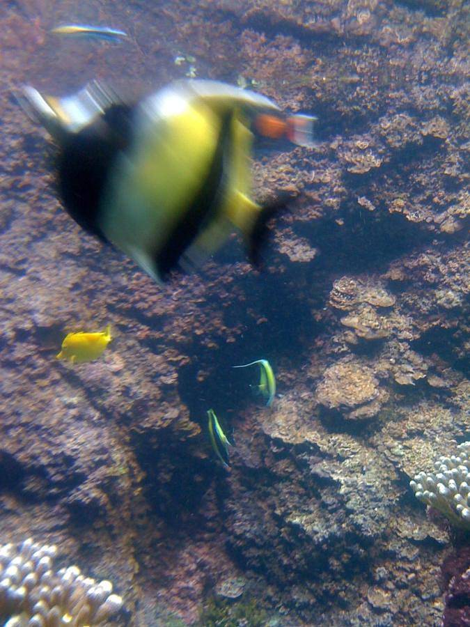 Location de vacances pour 12 personnes, avec terrasse ainsi que vue et piscine dans Plage de la Palmyre - 3