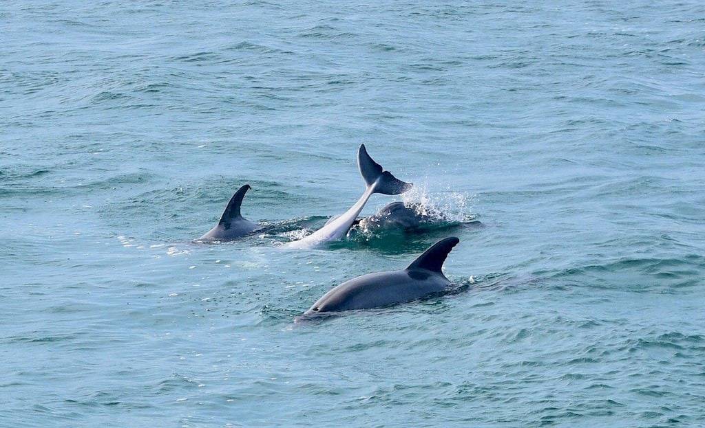 Cruise, Dine, and Stay aboard The Destin! in Destin, Emerald Coast