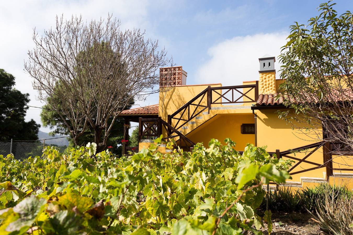 Finca con viñedo, vista mar y Teide, privacidad y Wifi fibra gratis in Icod de los Vinos, Tenerife Norte