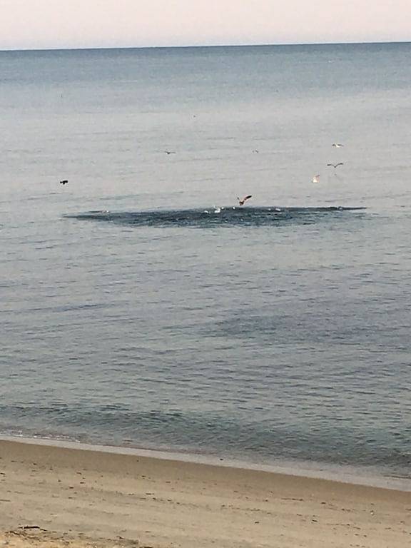 Ganze Wohnung, Neu erbaute Waterfront Condo, Privatstrand am Nantucket Sound in Dennis Port, Dennis