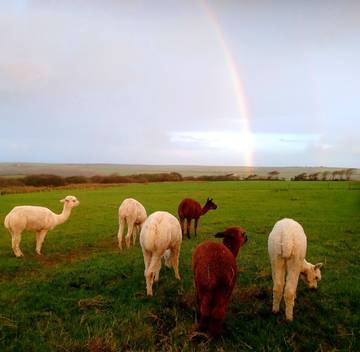 Chalet for 3 People in Welcombe, Devon, Photo 2