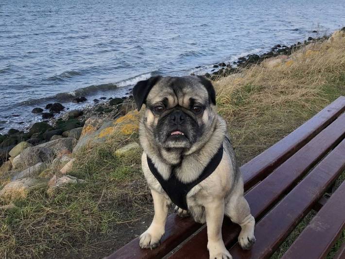 Ferienwohnung für 2 Personen, mit Terrasse und Garten, mit Haustier in Gelting - 4