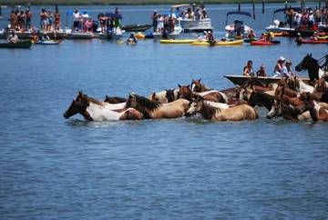 Chalet para 6 Personas en Chincoteague, Chincoteague Island, Foto 3