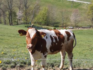 Bauernhof für 2 Personen in Fischbach, Steirerland, Bild 4