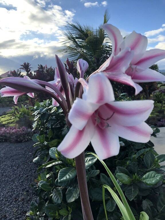 Sunny Poipu Beach Villa in Poipu, Koloa