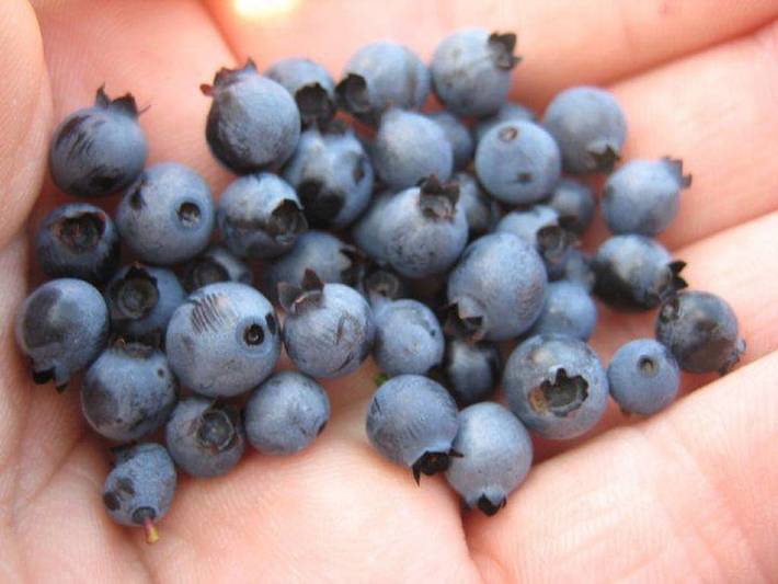 Log cabin for 6 people, with balcony and garden in Maine