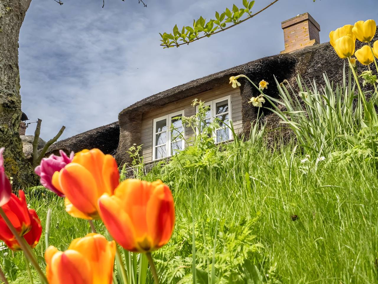 Ganze Wohnung, Westertilli 8 - Reetdachhaus mit romantischem Garten in Tilli (Perlworm), Pellworm