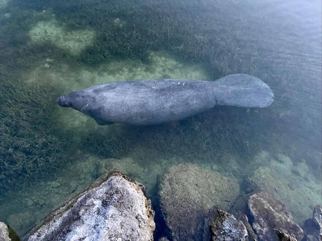 Ganze Wohnung, Hidden Gem Islamorada | 1st Floor in Upper Matecumbe Key, Islamorada
