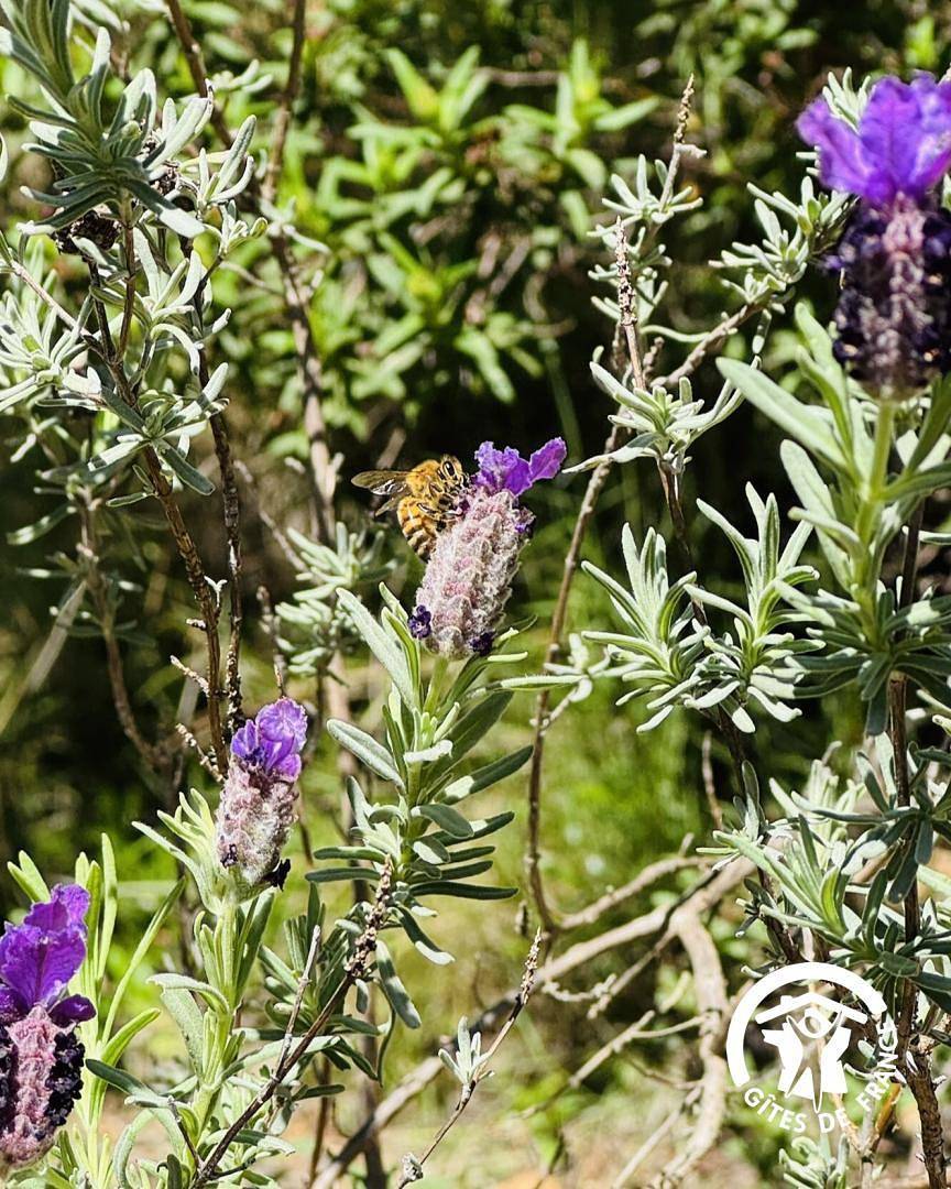 Paulin in Montséret, Région de Narbonne