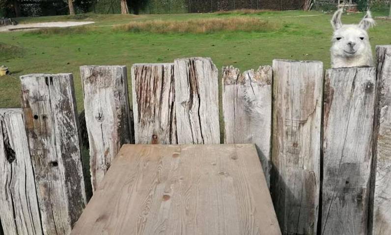 Gîte pour 5 personnes, animaux acceptés à Gesves - 4