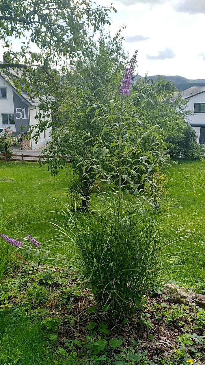 Ferienwohnung für 2 Personen, mit Garten und Terrasse, kinderfreundlich in Gersfeld - 3