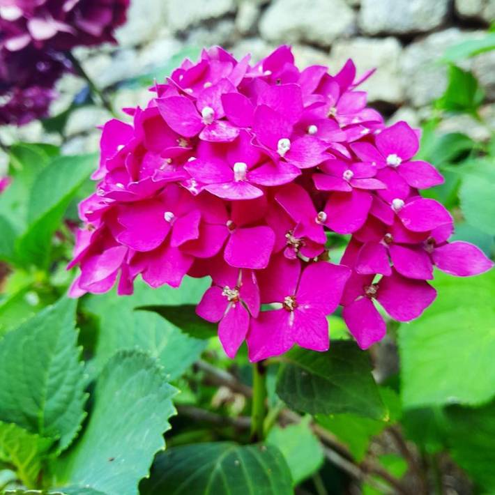 Gîte pour 3 personnes, avec jardin ainsi que vue et piscine dans Saint-Julien-Vocance - 3