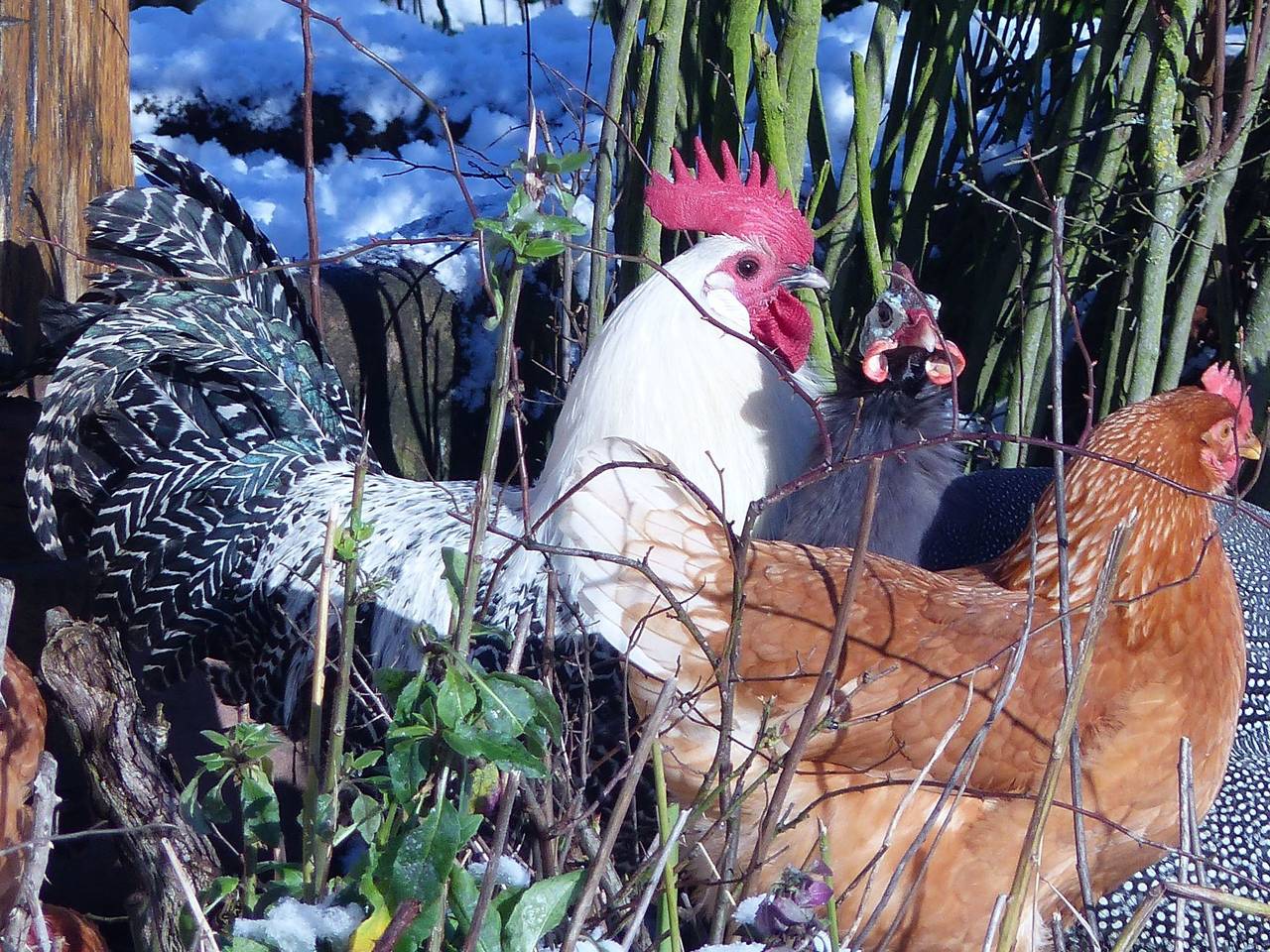 Domäne mit Terrasse, Grill und Garten in Neuwiller-lès-Saverne, Region Saverne