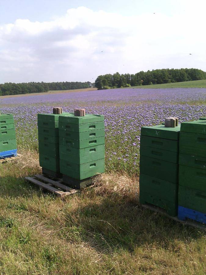 Kalmar 8 in Bastorf, Neubukow-Salzhaff