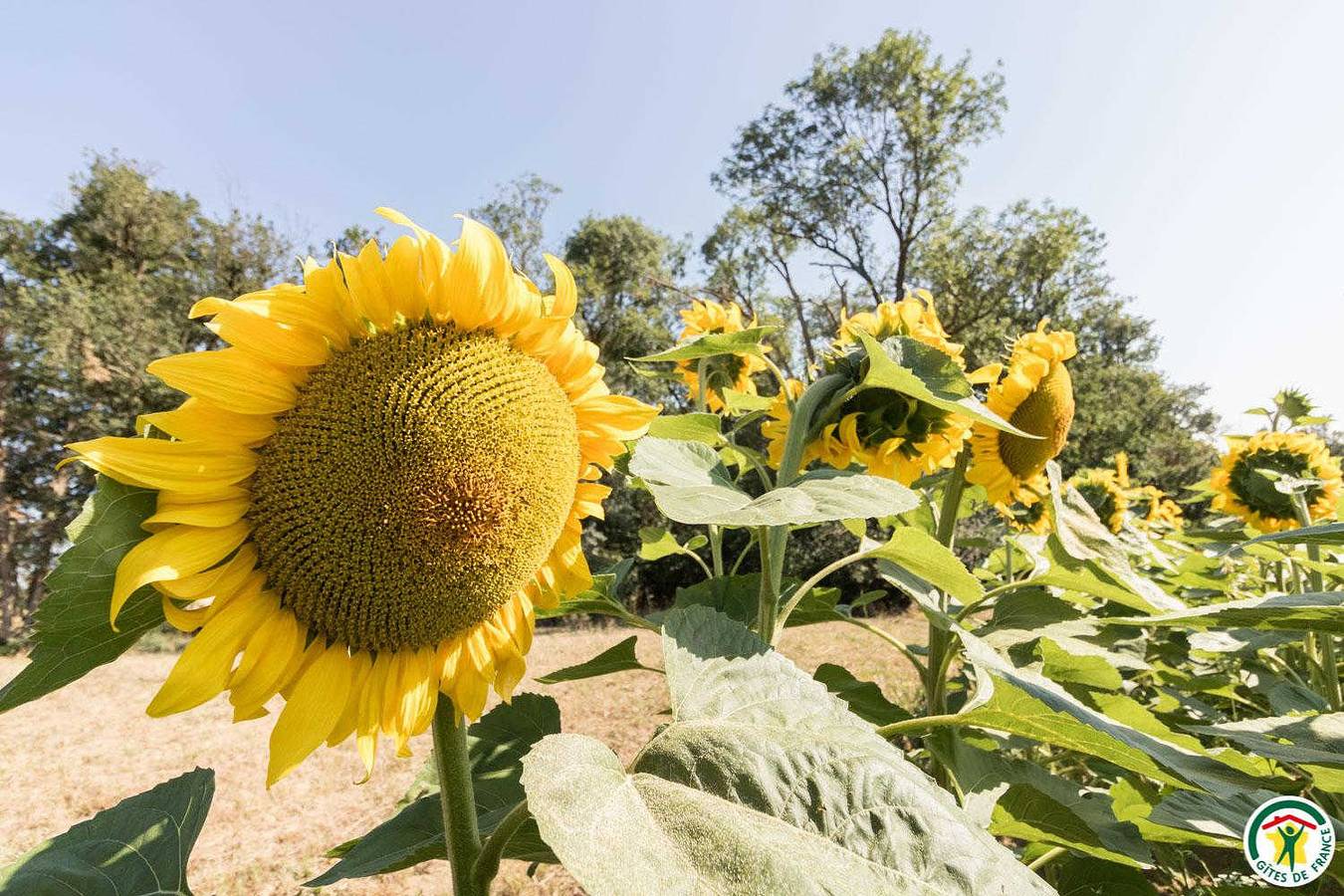 Gîte La Selve d'Autan in Caraman, Lauragais