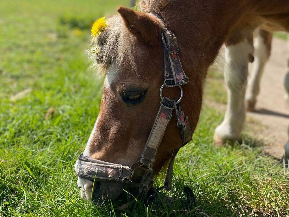 Reiterhof Lausen - Strohboden in Stangheck, Schleswig-Flensburg