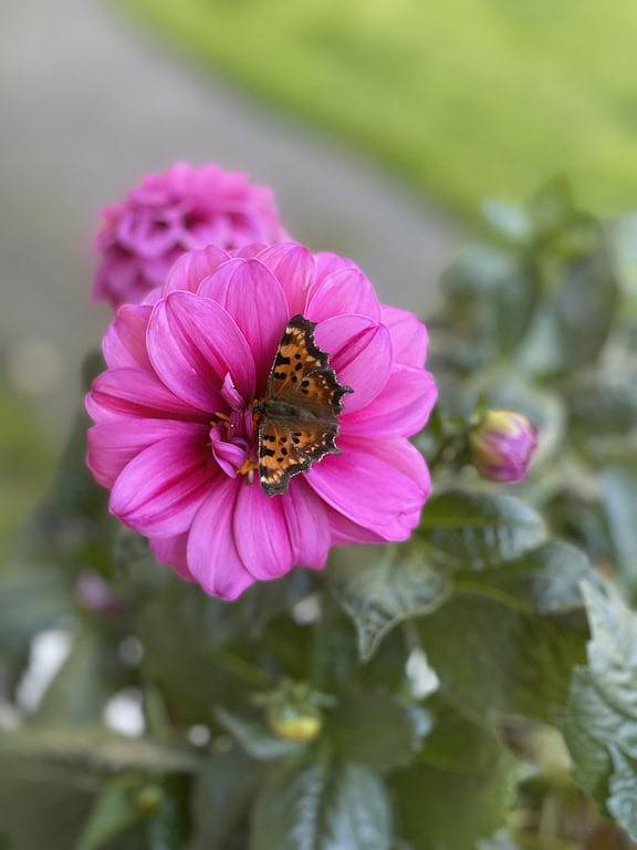Maison d’hôte pour 4 personnes, avec jardin dans Alaska - 2