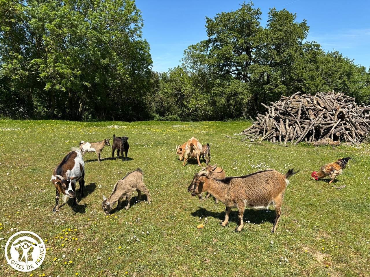 Ruhiges Ferienhaus mit lokaler Fauna - 6 Pers. in Chantonnay, La Roche-sur-Yon und Umgebung
