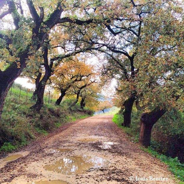 Casa rural para 15 personas, con piscina además de terraza y vistas, Se admiten mascotas en El Bosque - 4