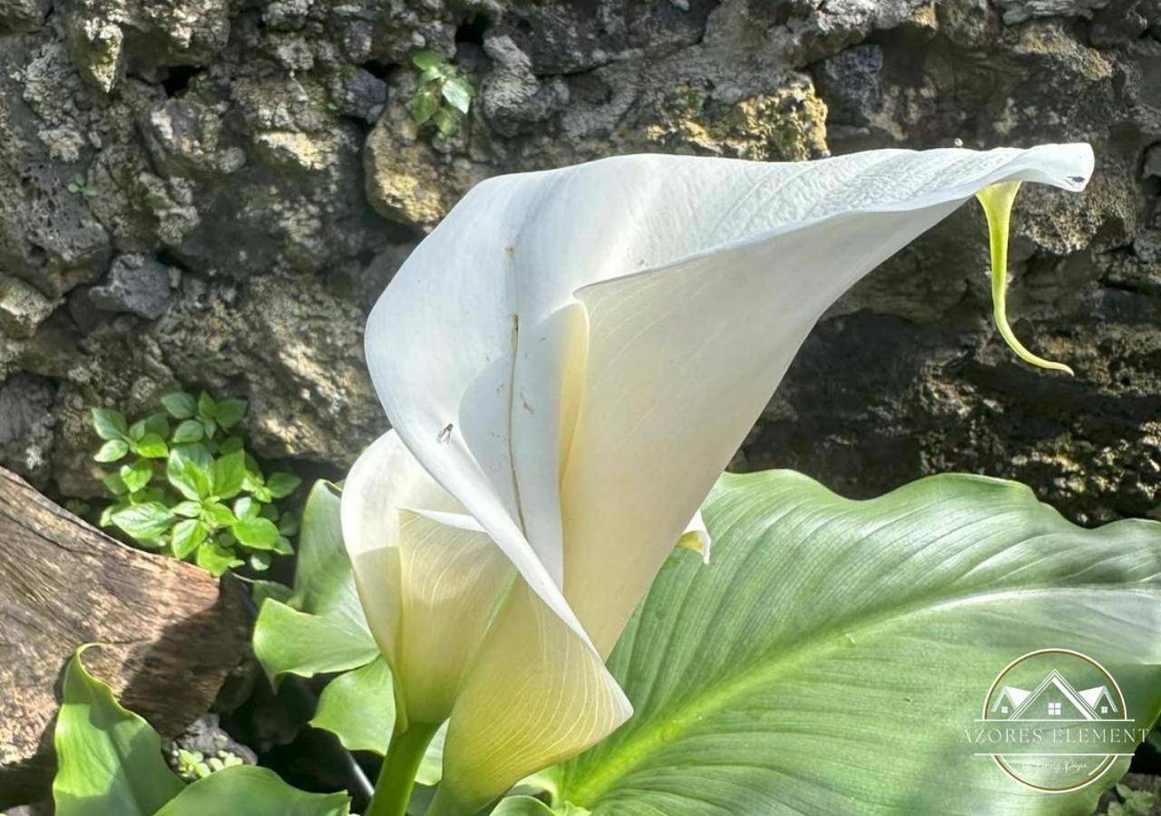 Azores Element in São Miguel Island, Rosto do Cão (Livramento)