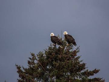 Cottage for 4 Guests in Surry (ME), Maine, Picture 4