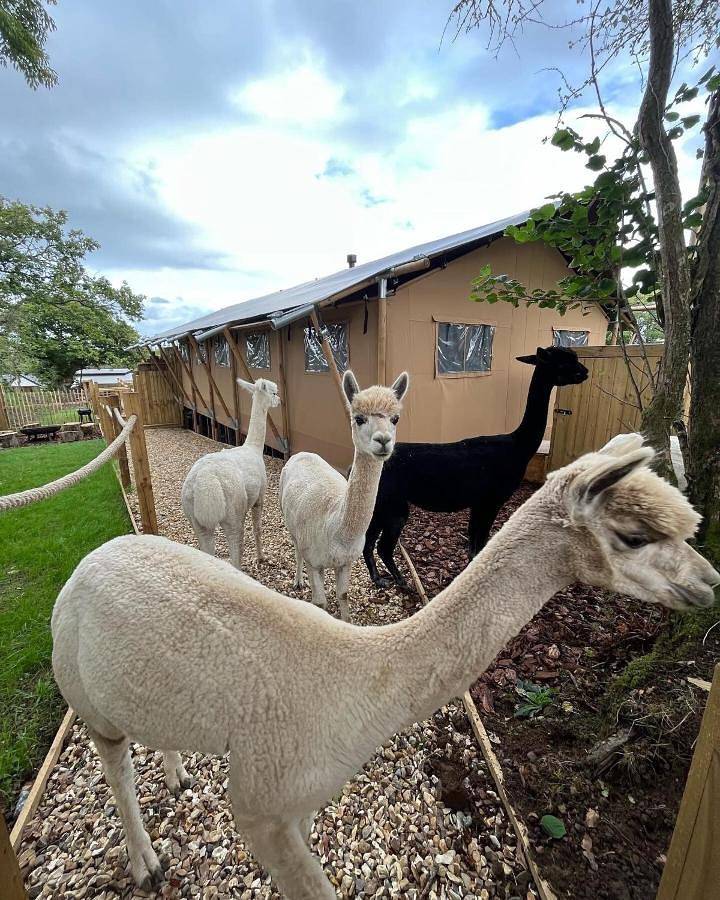Aladdin Safari Tent in Pembrokeshire