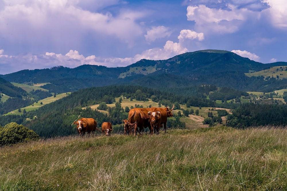 Ganze Wohnung, Ferienwohnung/App. für 2 Gäste mit 54m² in Fröhnd in Schönau im Schwarzwald, Südschwarzwald